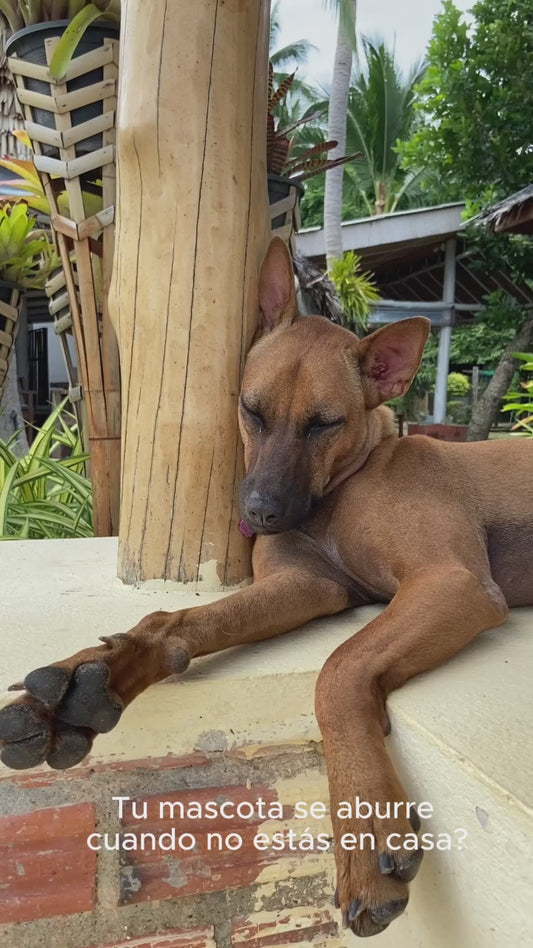Pelota Inteligente para Mascotas